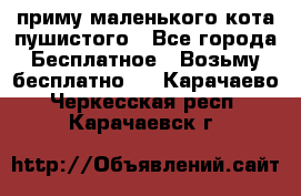 приму маленького кота пушистого - Все города Бесплатное » Возьму бесплатно   . Карачаево-Черкесская респ.,Карачаевск г.